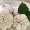Export Wholesale Fresh Normal White Garlic